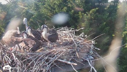 Medina Washington Live Osprey Nest Webcam - Jul 13, 2026, 6:27pm PDT