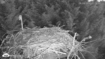 Medina Washington Live Osprey Nest Webcam - Aug 9, 2026, 5:38am PDT