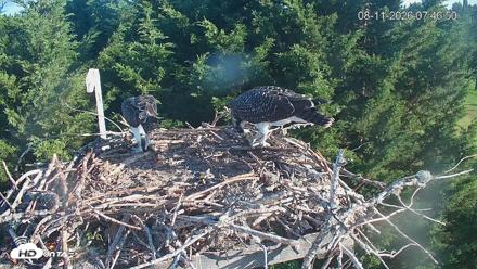 Medina Washington Live Osprey Nest Webcam - Aug 11, 2026, 7:47am PDT