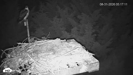 Medina Washington Live Osprey Nest Webcam - Aug 31, 2026, 5:17am PDT
