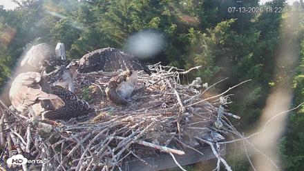 Medina Washington Live Osprey Nest Webcam - Jul 13, 2026, 6:22pm PDT