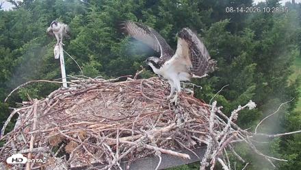 Medina Washington Live Osprey Nest Webcam - Aug 14, 2026, 10:28am PDT