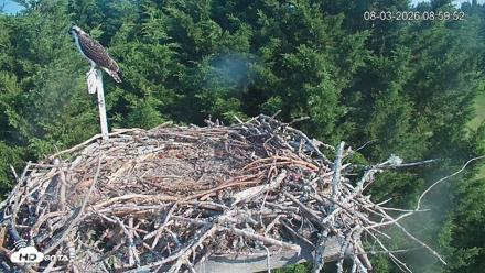Medina Washington Live Osprey Nest Webcam - Aug 3, 2026, 9:01am PDT
