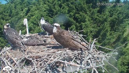 Medina Washington Live Osprey Nest Webcam - Jul 30, 2026, 11:31am PDT