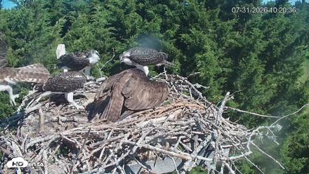 Medina Washington Live Osprey Nest Webcam - Jul 31, 2026, 10:21am PDT