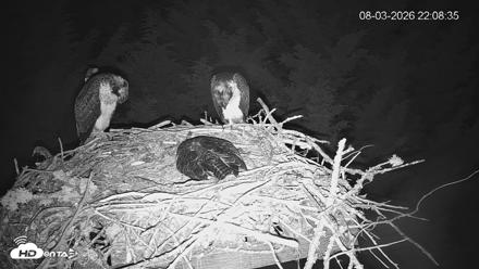 Medina Washington Live Osprey Nest Webcam - Aug 3, 2026, 10:09pm PDT