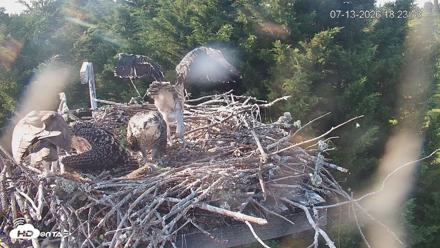 Medina Washington Live Osprey Nest Webcam - Jul 13, 2026, 6:24pm PDT