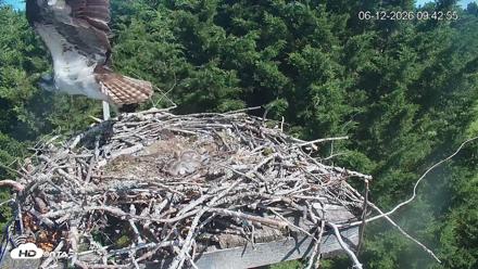 Medina Washington Live Osprey Nest Webcam - Jun 12, 2026, 9:43am PDT