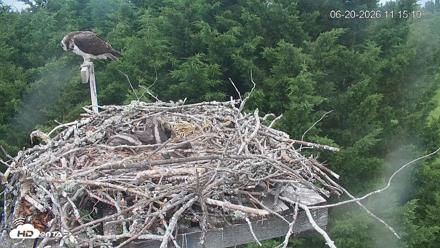 Medina Washington Live Osprey Nest Webcam - Jun 20, 2026, 11:16am PDT