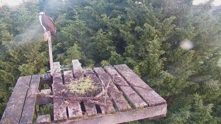 Medina Washington Live Osprey Nest Webcam - Apr 4, 2026, 7:03am PDT