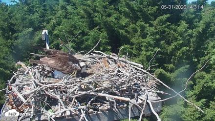 Medina Washington Live Osprey Nest Webcam - May 31, 2026, 2:32pm PDT