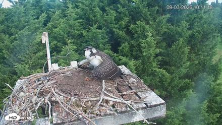 Medina Washington Live Osprey Nest Webcam - Sep 3, 2026, 10:12am PDT