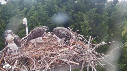 Medina Washington Live Osprey Nest Webcam - Aug 2, 2026, 6:24am PDT