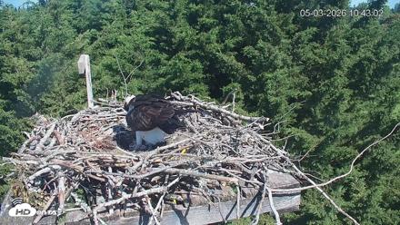Medina Washington Live Osprey Nest Webcam - May 3, 2026, 10:43am PDT