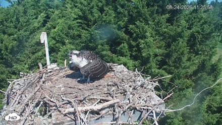 Medina Washington Live Osprey Nest Webcam - Aug 24, 2026, 11:26am PDT