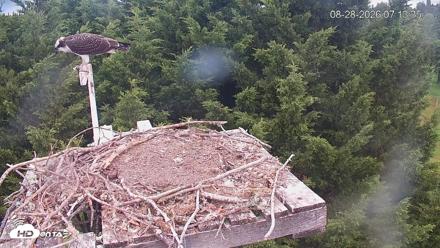 Medina Washington Live Osprey Nest Webcam - Aug 28, 2026, 7:14am PDT