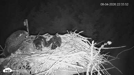Medina Washington Live Osprey Nest Webcam - Aug 4, 2026, 10:34pm PDT