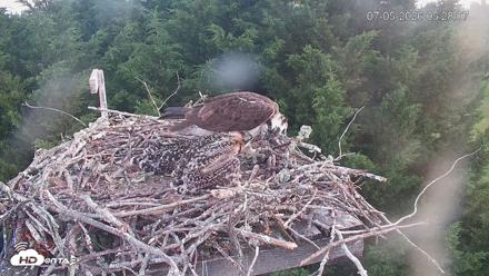 Medina Washington Live Osprey Nest Webcam - Jul 5, 2026, 5:29am PDT