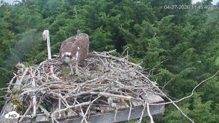 Medina Washington Live Osprey Nest Webcam - Apr 27, 2026, 11:46am PDT