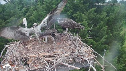 Medina Washington Live Osprey Nest Webcam - Aug 16, 2026, 9:56am PDT
