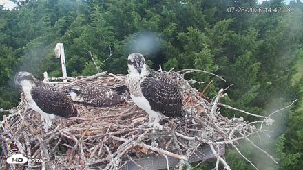 Medina Washington Live Osprey Nest Webcam - Jul 28, 2026, 2:43pm PDT
