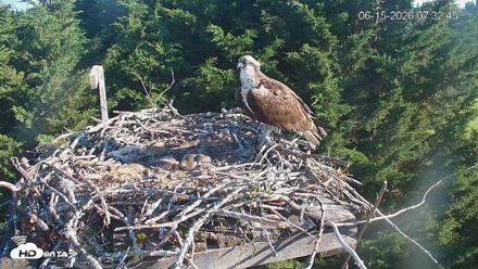 Medina Washington Live Osprey Nest Webcam - Jun 15, 2026, 7:33am PDT