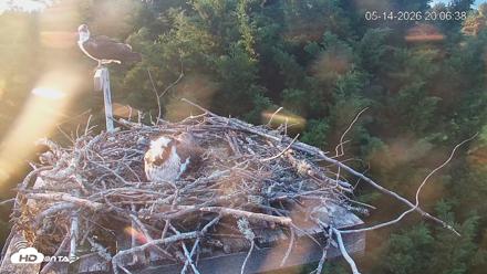 Medina Washington Live Osprey Nest Webcam - May 14, 2026, 8:07pm PDT