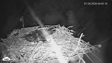 Medina Washington Live Osprey Nest Webcam - Jul 24, 2026, 4:45am PDT