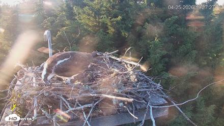 Medina Washington Live Osprey Nest Webcam - Apr 25, 2026, 7:28pm PDT