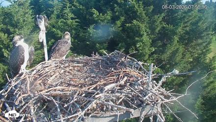 Medina Washington Live Osprey Nest Webcam - Aug 3, 2026, 7:51am PDT