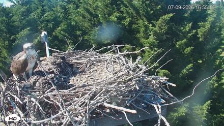 Medina Washington Live Osprey Nest Webcam - Jul 9, 2026, 4:56pm PDT