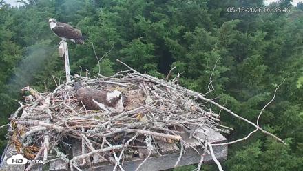Medina Washington Live Osprey Nest Webcam - May 15, 2026, 9:39am PDT