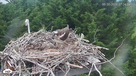 Medina Washington Live Osprey Nest Webcam - Jun 30, 2026, 7:24am PDT