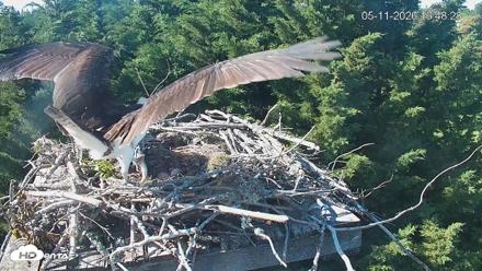 Medina Washington Live Osprey Nest Webcam - May 11, 2026, 4:49pm PDT