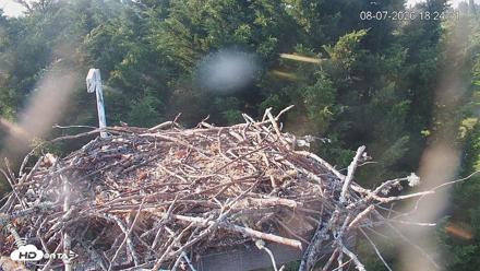 Medina Washington Live Osprey Nest Webcam - Aug 7, 2026, 6:25pm PDT