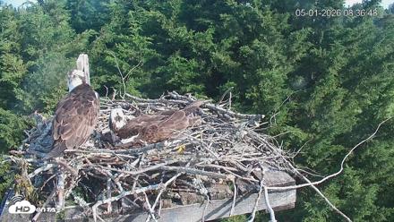 Medina Washington Live Osprey Nest Webcam - May 1, 2026, 8:37am PDT