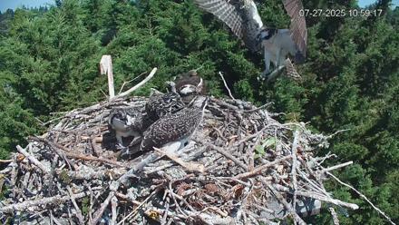 Medina Washington Live Osprey Nest Webcam - Jul 27, 2025, 11:01am PDT