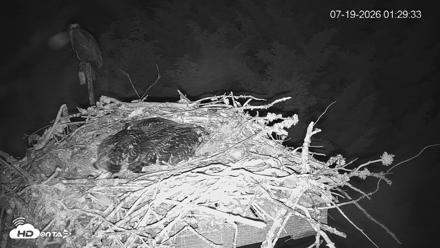 Medina Washington Live Osprey Nest Webcam - Jul 19, 2026, 1:30am PDT