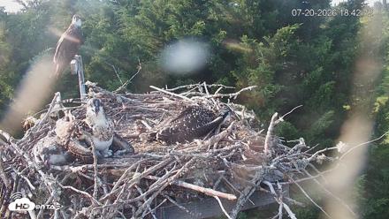 Medina Washington Live Osprey Nest Webcam - Jul 20, 2026, 6:43pm PDT