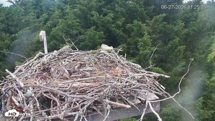 Medina Washington Live Osprey Nest Webcam - Jun 27, 2026, 11:26am PDT