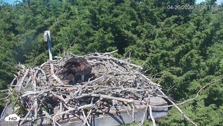 Medina Washington Live Osprey Nest Webcam - Apr 26, 2026, 1:07pm PDT