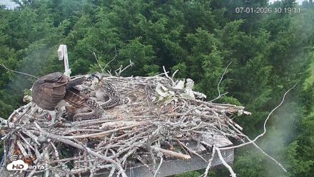 Medina Washington Live Osprey Nest Webcam - Jul 1, 2026, 10:19am PDT