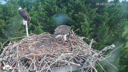 Medina Washington Live Osprey Nest Webcam - Aug 8, 2026, 9:12am PDT