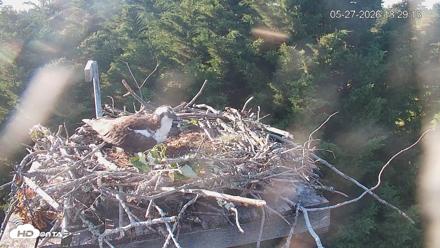 Medina Washington Live Osprey Nest Webcam - May 27, 2026, 6:30pm PDT