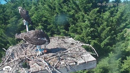 Medina Washington Live Osprey Nest Webcam - Aug 26, 2026, 3:16pm PDT