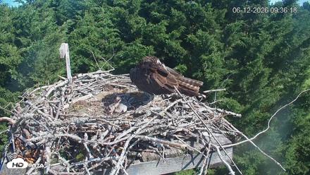 Medina Washington Live Osprey Nest Webcam - Jun 12, 2026, 9:37am PDT