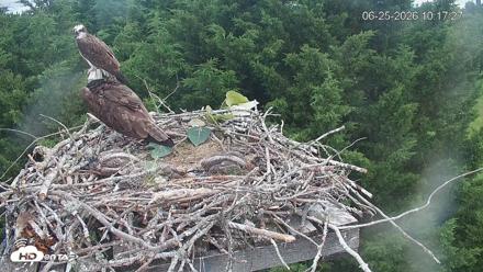 Medina Washington Live Osprey Nest Webcam - Jun 25, 2026, 10:18am PDT
