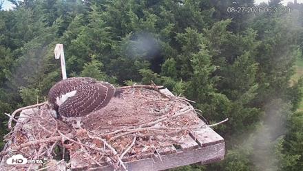 Medina Washington Live Osprey Nest Webcam - Aug 27, 2026, 6:34am PDT