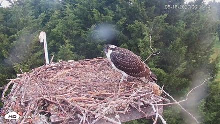Medina Washington Live Osprey Nest Webcam - Aug 18, 2026, 6:36am PDT