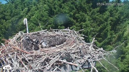 Medina Washington Live Osprey Nest Webcam - Jul 24, 2026, 12:39pm PDT